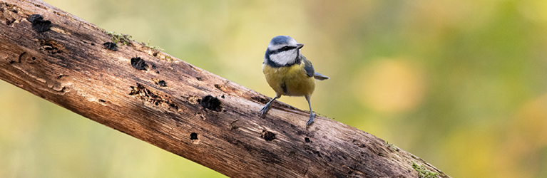 Oiseaux