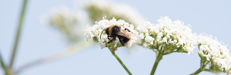 Combien de temps vivent les abeilles ?