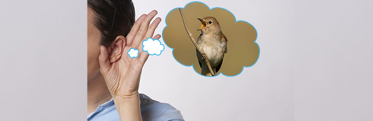 Comment identifier un oiseau grâce à son chant