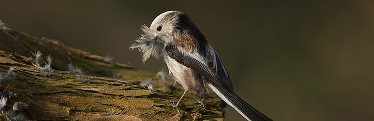 Quels matériaux les oiseaux utilisent-ils pour leurs nids ?