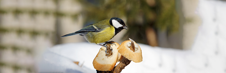 Le pain est-il sans danger pour les oiseaux ?