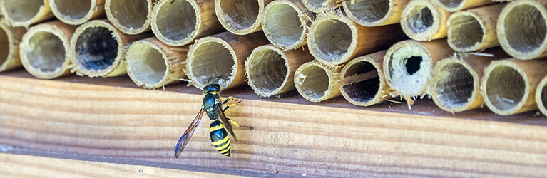 Comment fabriquer une maison pour abeilles ?