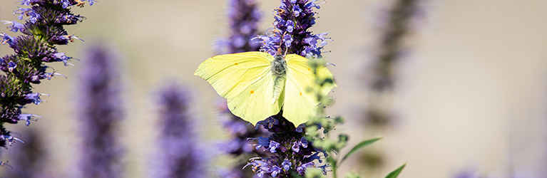 Comment créer un jardin à papillons ?