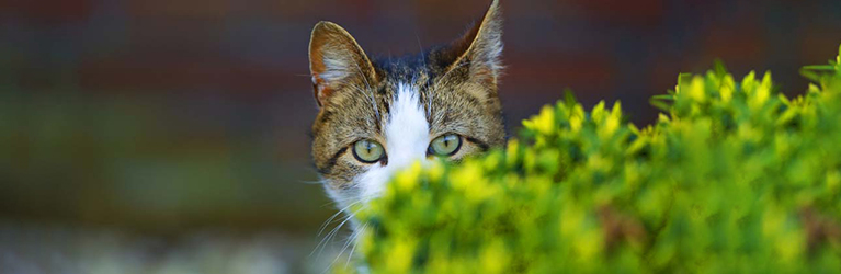 Comment empêcher les chats de manger la nourriture des hérissons ?