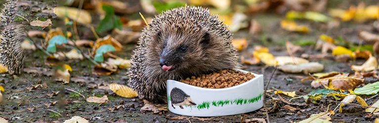 Que mangent les hérissons ? Un aperçu du régime alimentaire de ces visiteurs épineux 