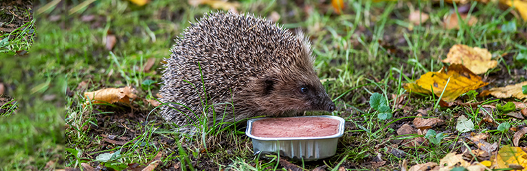 Aliments sûrs pour les hérissons 