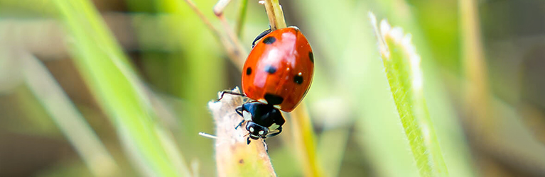L’importance des coccinelles pour la biodiversité