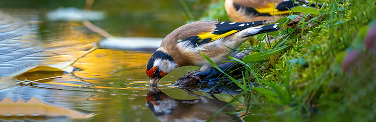 Comment créer une mare naturelle – guide étape par étape