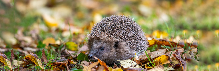 Où vivent les hérissons ? 