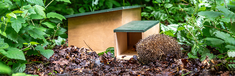 Où placer une maison pour hérissons ?