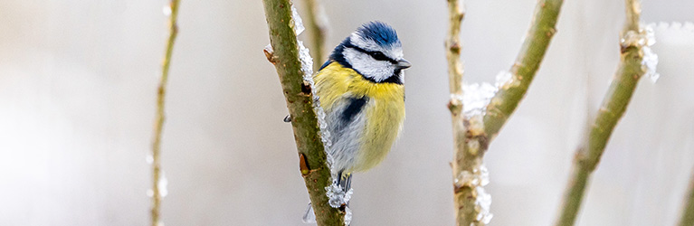 Que donner à manger aux oiseaux en hiver ?
