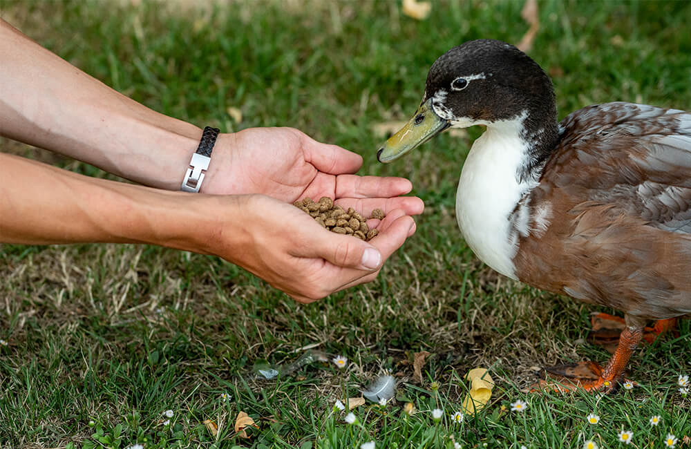 Un homme nourrit un canard avec de la nourriture spéciale pour canards qu'il tient dans ses mains.