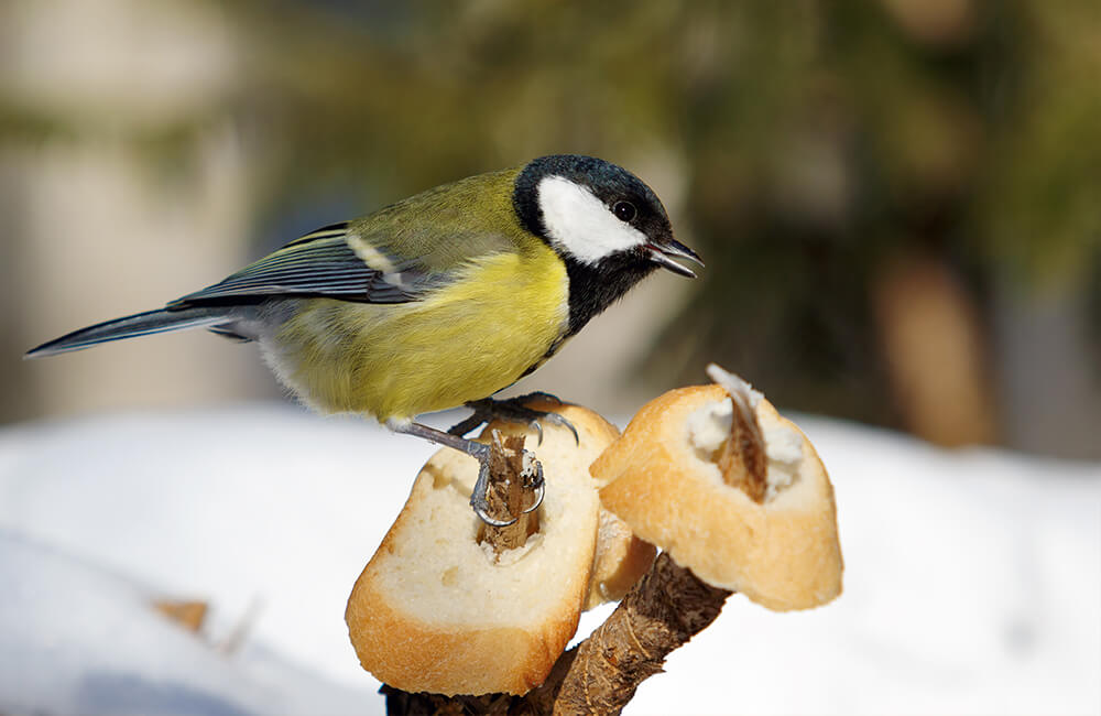 Une mésange charbonnière perchée sur une branche où deux morceaux de baguette rassise ont été déposés.
