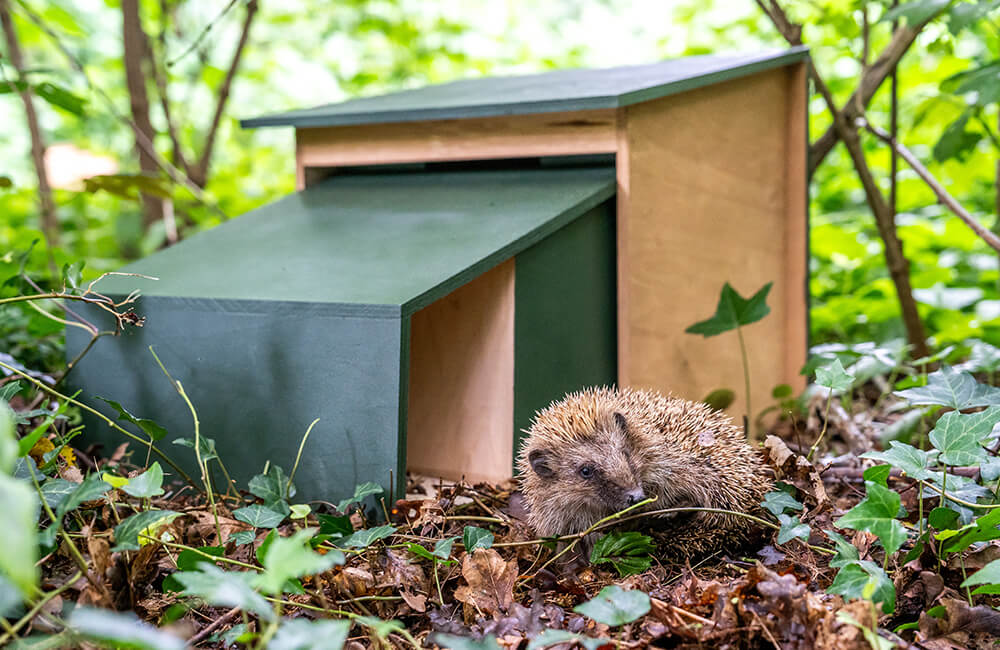 Un hérisson inspectant une maison pour hérissons dans une forêt.