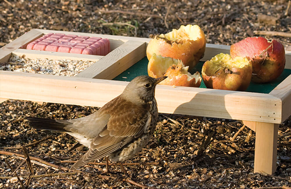 Un oiseau visitant une mangeoire où sont disposéesde des tranches de pomme fraîches. des tranches 