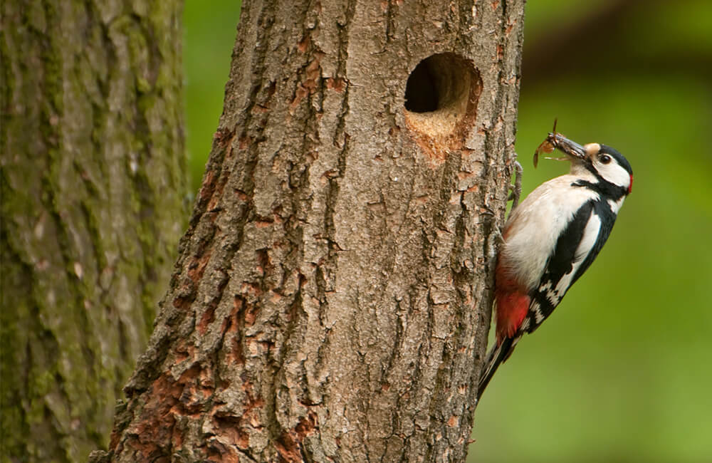 Un pic dans un arbre