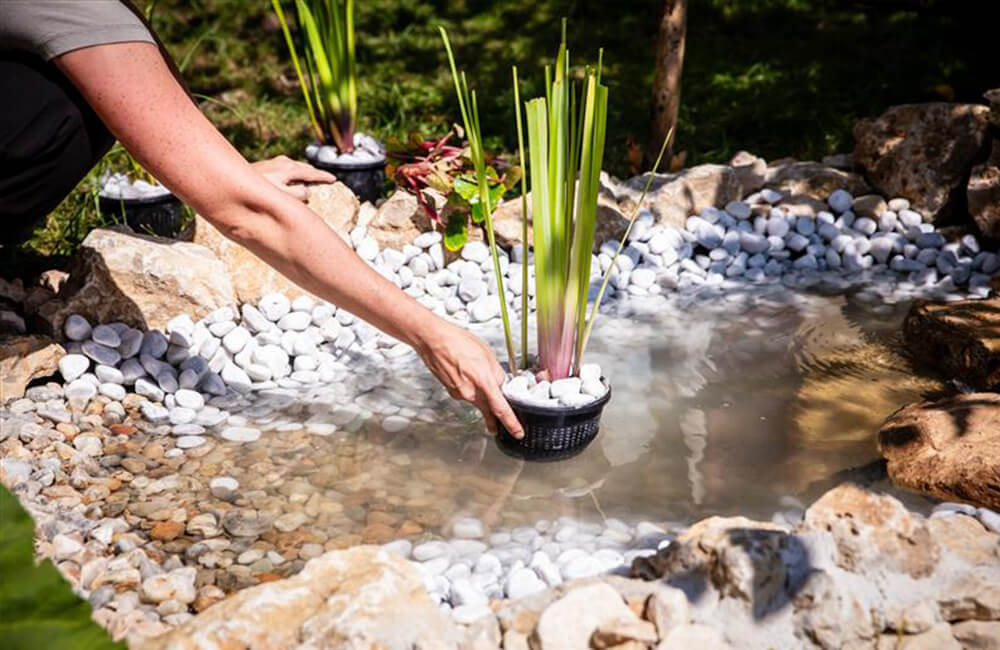 Mettre des plantes dans un étang