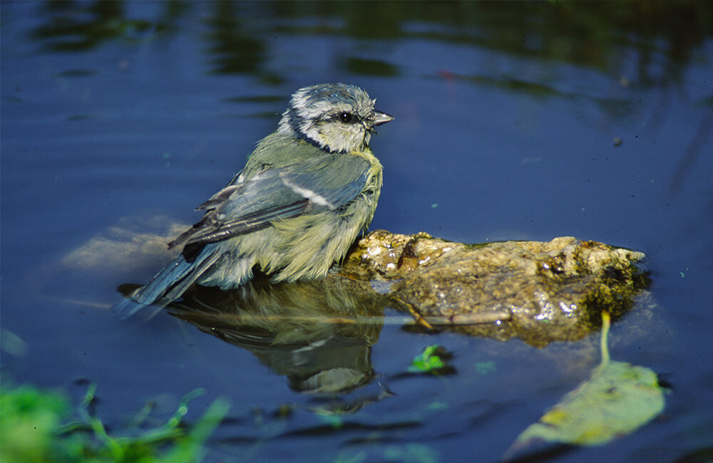 Une mésange bleue mouillée dans un étang