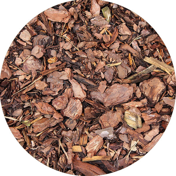 Écorce d'arbre séchée sur le sol.