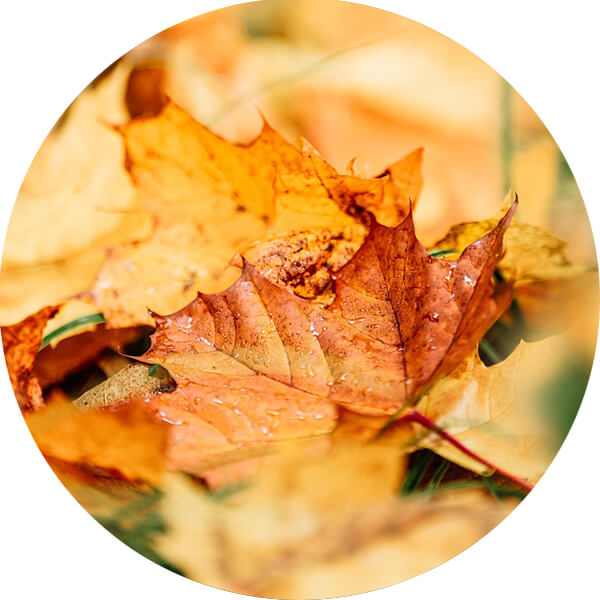 Quelques feuilles mortes sur le sol d'une forêt.