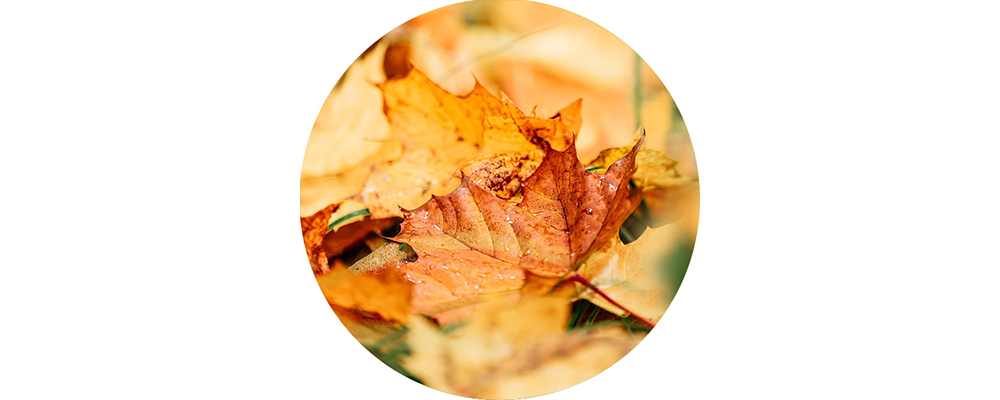 Quelques feuilles mortes sur le sol d'une forêt.