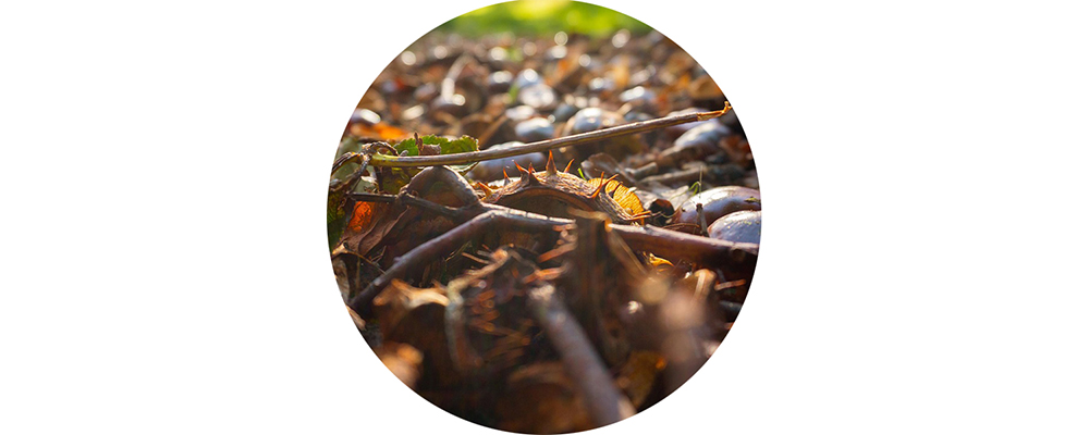 Un bouquet de brindilles sur le sol d'une forêt.