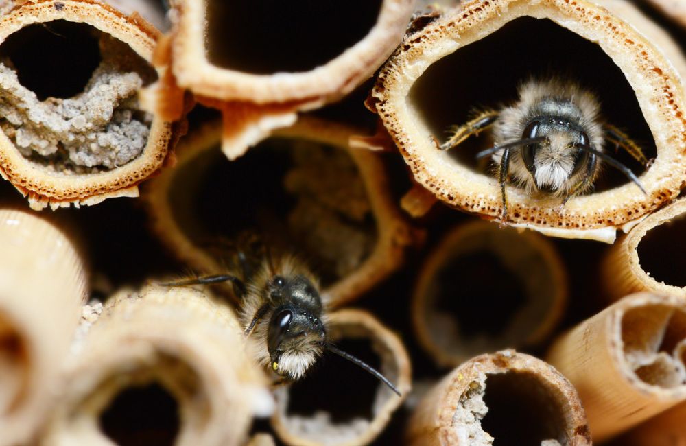 Abeilles solitaires pondant leurs œufs dans les tubes d'un hôtel à insectes.