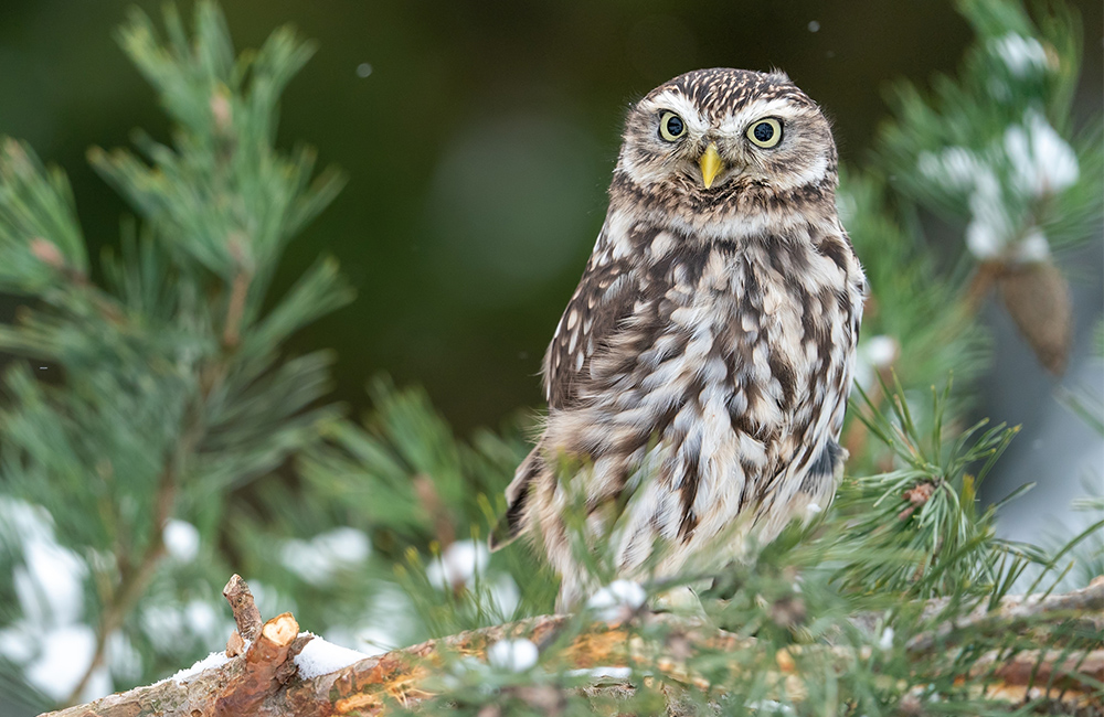 Une chouette chevêche (Athene noctua) perchée sur une branche d'arbre en hiver