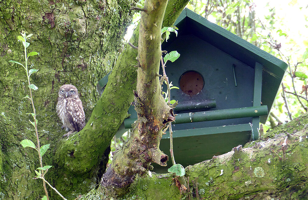 Une jeune chouette chevêche (Athene noctua) assise à côté d'un nichoir spécial pour chouettes.