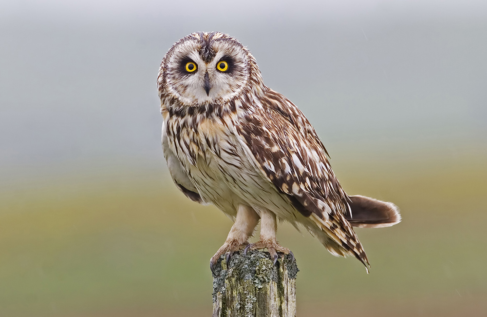 Un hibou des marais (Asio flammeus) perché sur un tronc d'arbre.