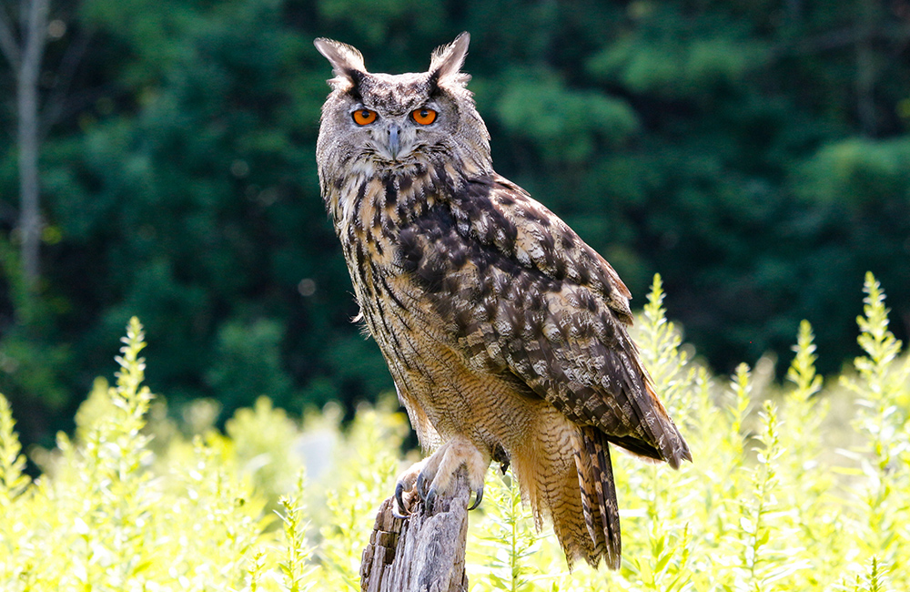 Un grand-duc d'Europe (Bubo bubo) à l'air sinistre dans un champ