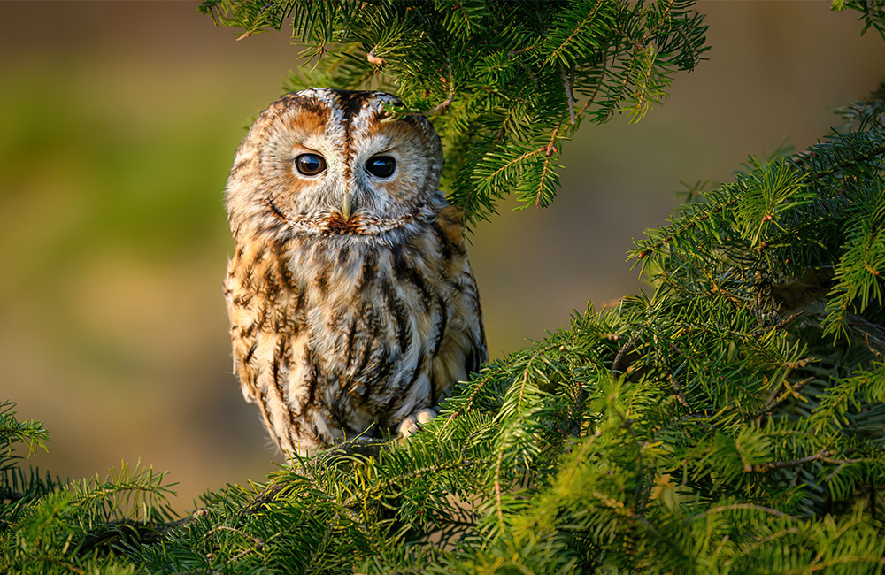 Une chouette hulotte sauvage (Strix aluco) perchée sur une branche d'arbre