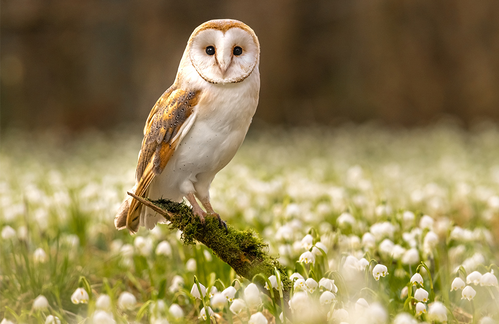 Une chouette effraie sauvage (Tyto alba) dans un champ fleuri