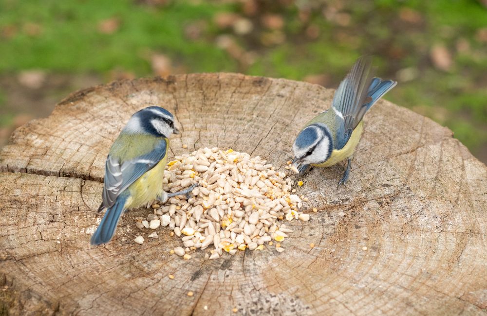 Deux mésanges bleues mangeant des graines pour oiseaux sur un tronc d'arbre.