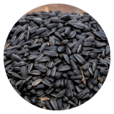 Les graines de tournesol noires 