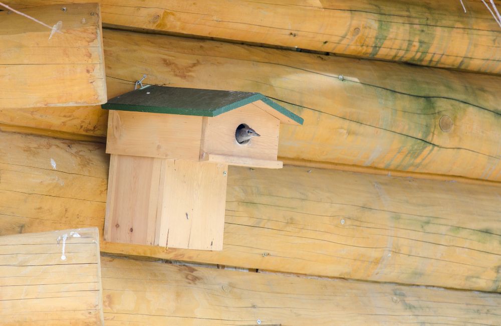 Un oiseau sort la tête du nichoir