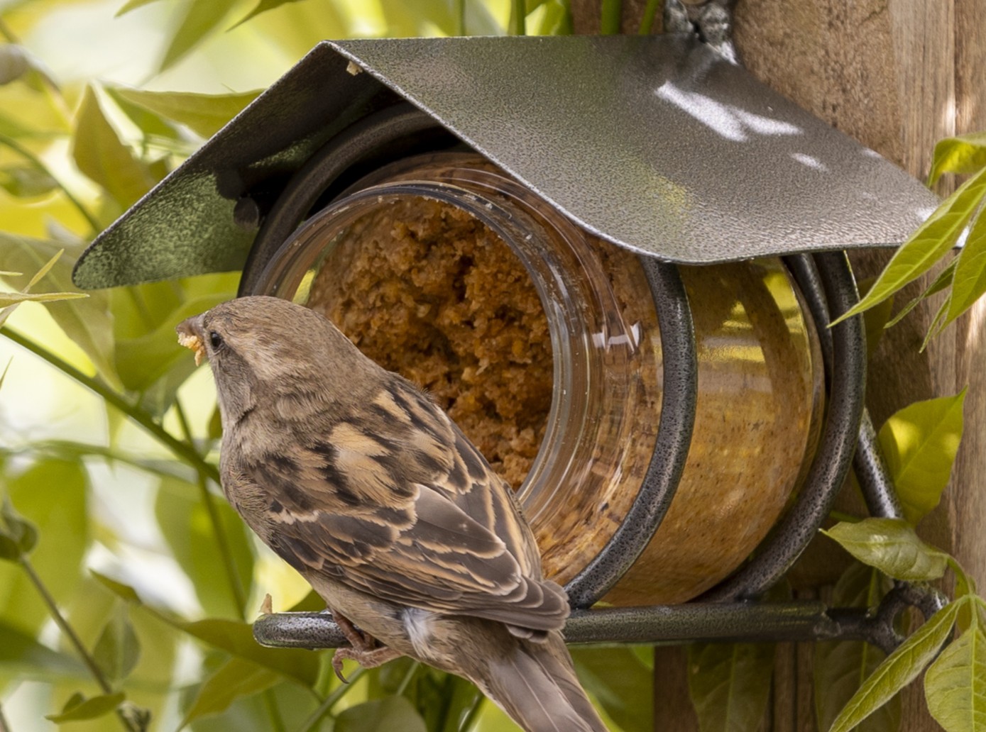 Un moineau près d'un pot de beurre de cacahuètes pour oiseaux