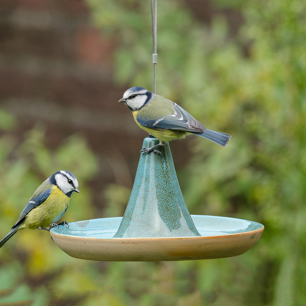 Deux mésanges bleues assises ensemble dans un bain d'oiseaux