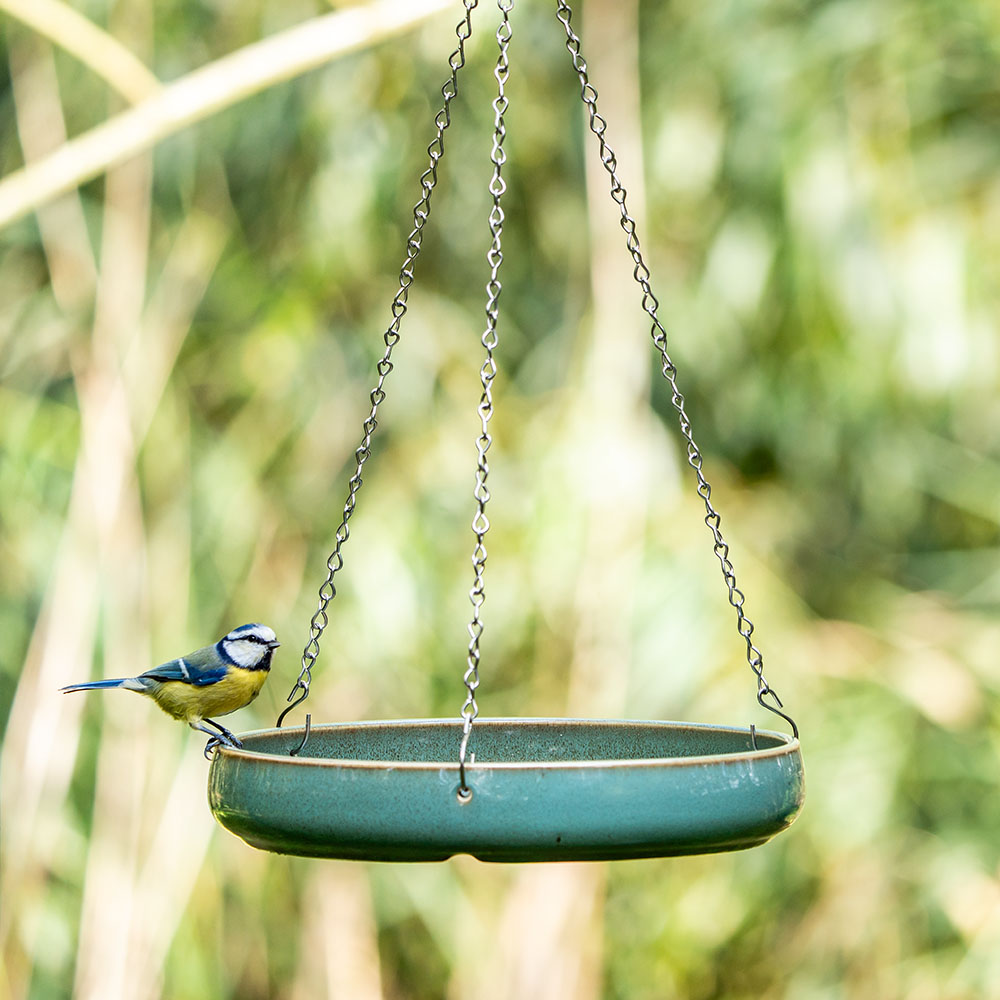 Une mésange bleue sur le côté d'un bain d'oiseaux