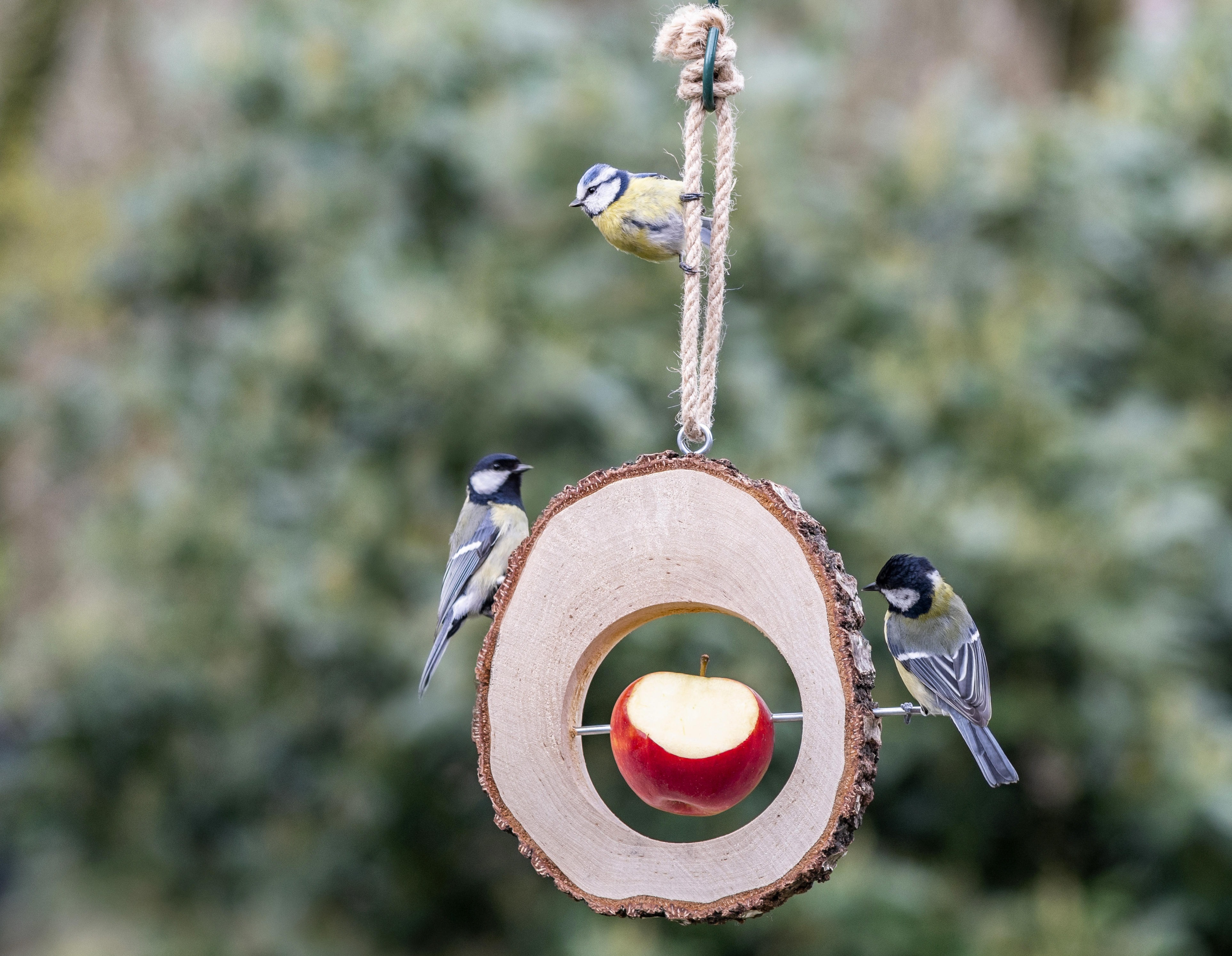 Deux m&eacute;sanges sur un syst&egrave;me d'alimentation en pommes