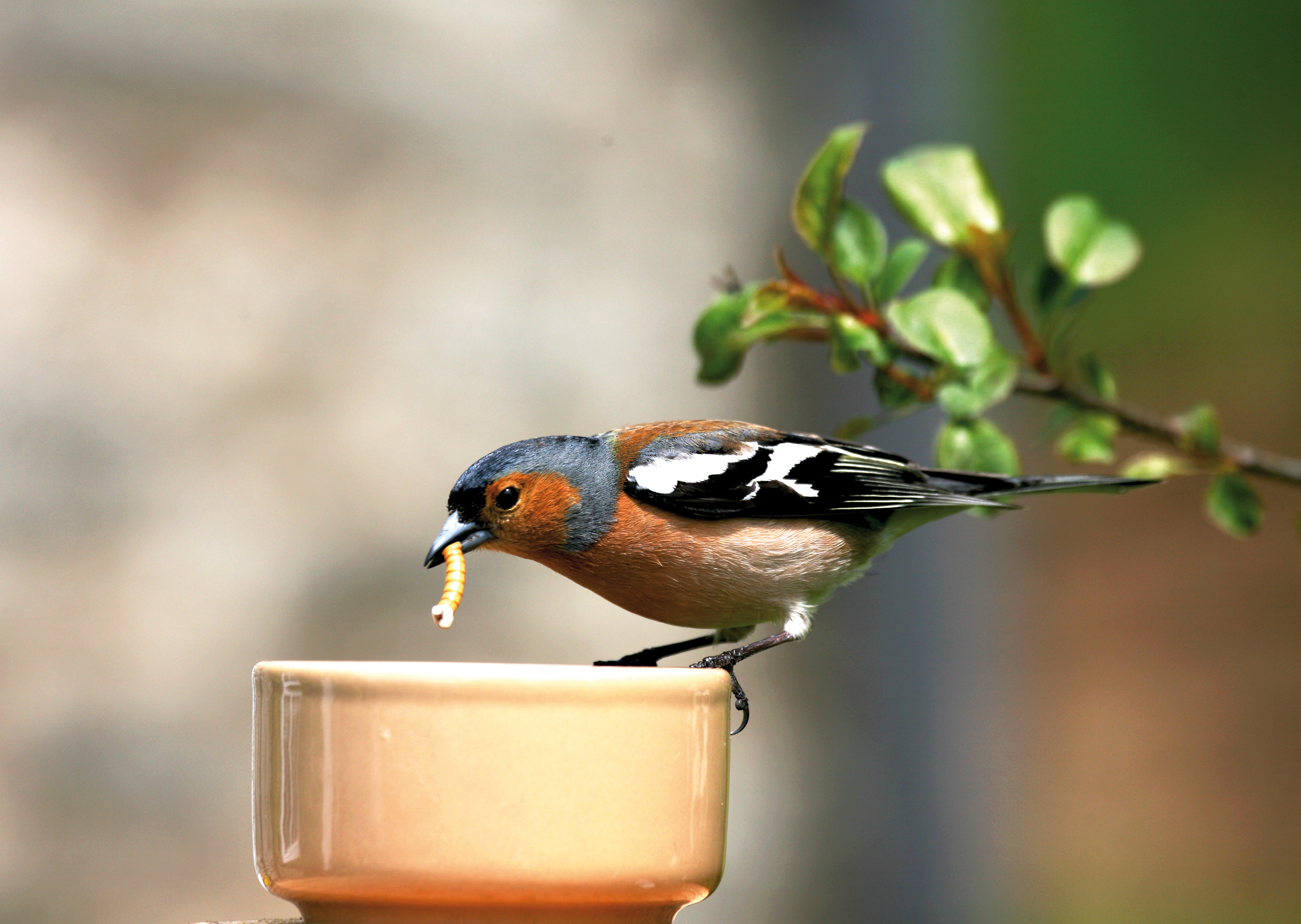 Un pinson mangeant des vers