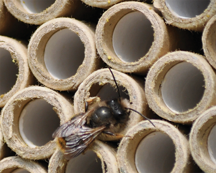 Une abeille dans un h&ocirc;tel &agrave; insectes