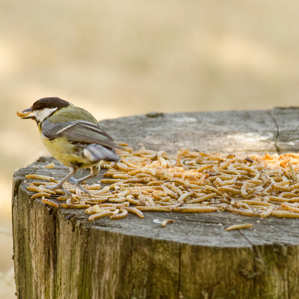 Vers de farine s&eacute;ch&eacute;s sur un tronc d'arbre avec un oiseau au sommet