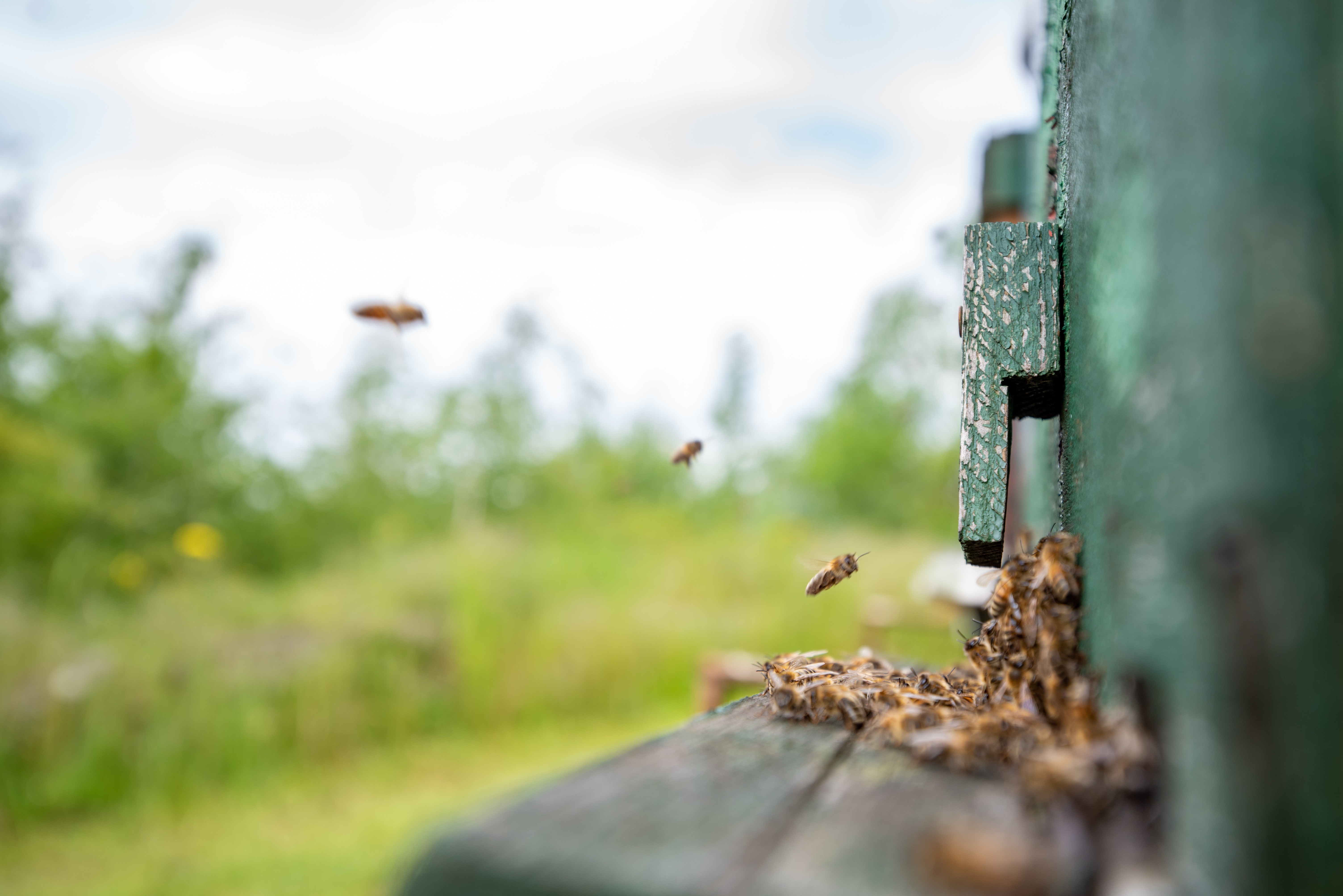 Diff&eacute;rentes esp&egrave;ces d'insectes pour un h&ocirc;tel &agrave; insectes