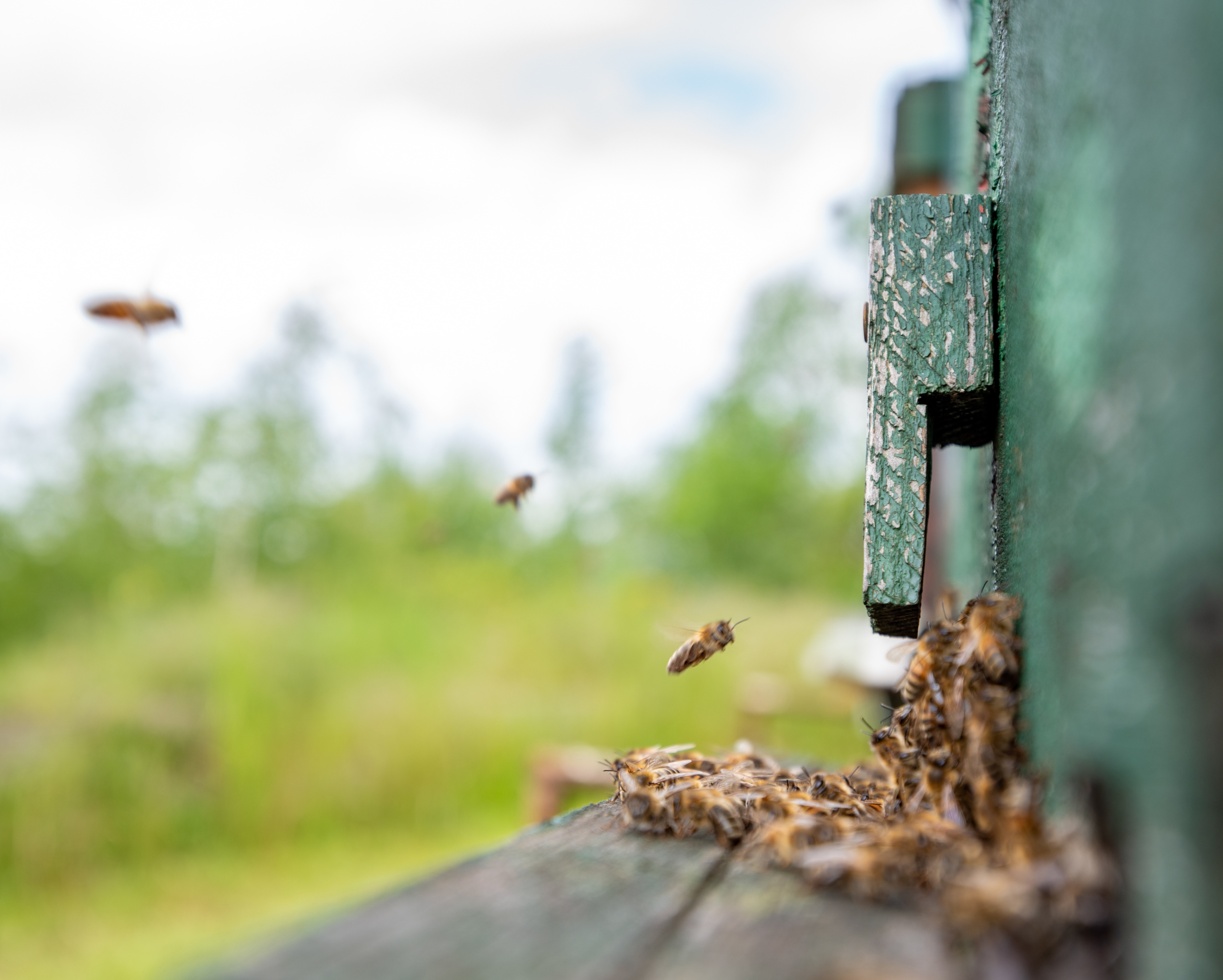 Diff&eacute;rentes esp&egrave;ces d'insectes pour un h&ocirc;tel &agrave; insectes