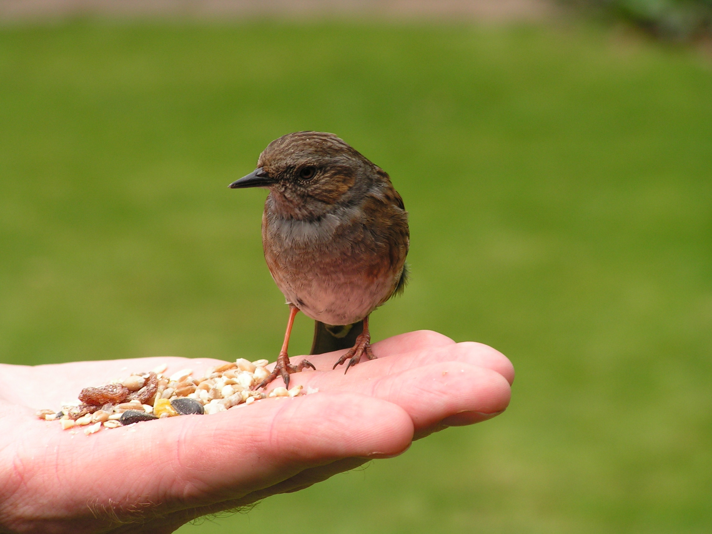 Une m&eacute;sange nourrie par la main de quelqu'un