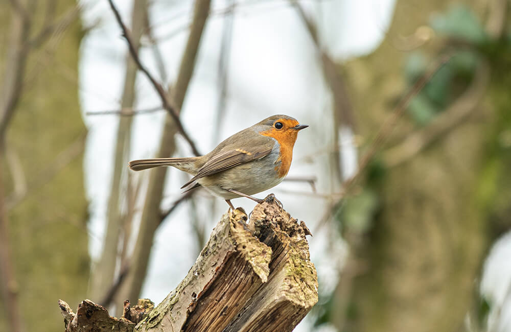 Un rouge-gorge dans la forêt.