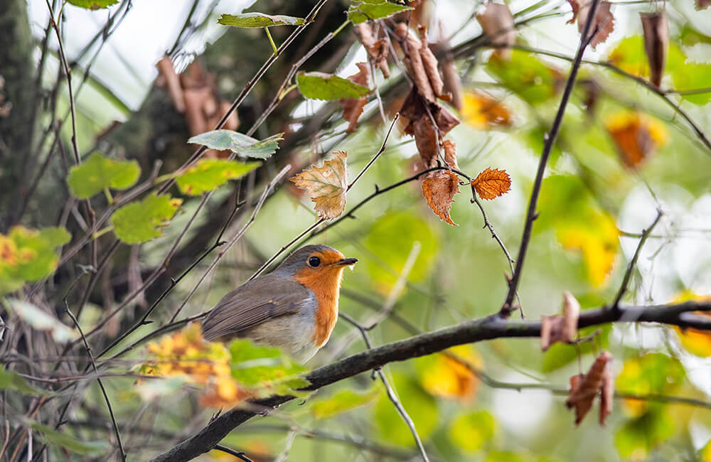 Rouge-gorge sur une branche.
