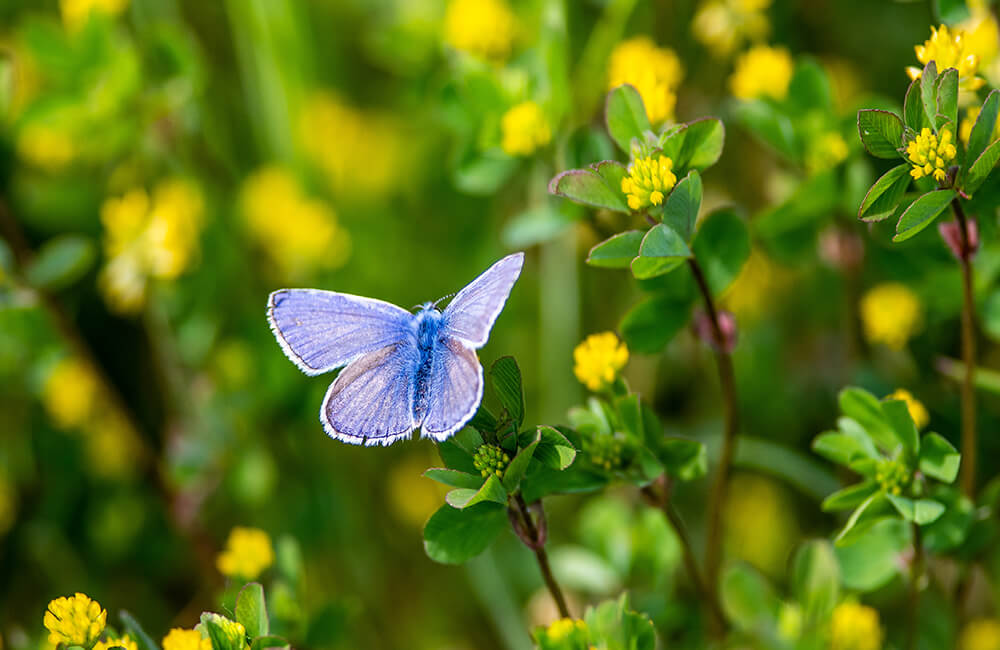 Plebejus argus aka le argus