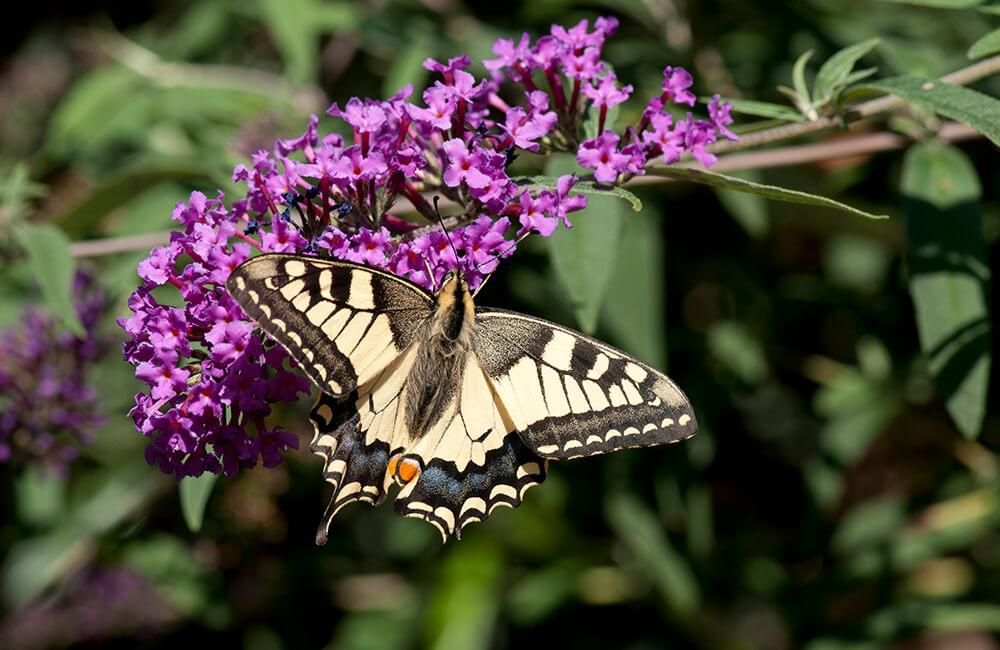 Papilio machaon, également connu sous le nom le grand portequeue